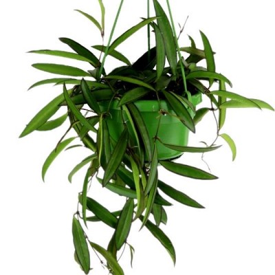 Hoya Kentiana Plant